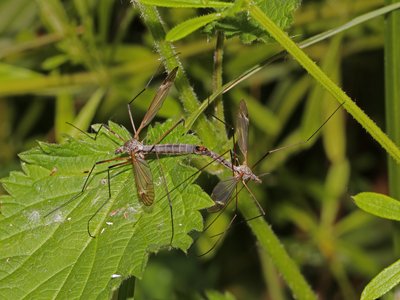 Tipula