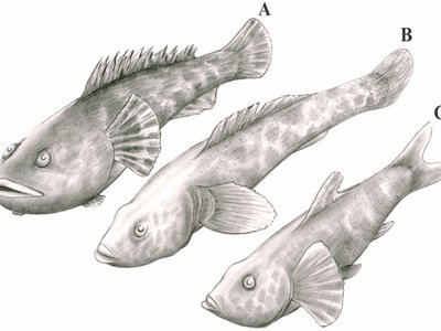 Toadfish Goby