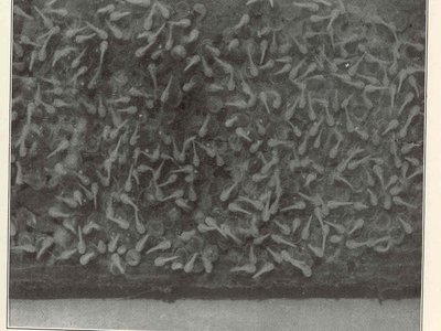 Toadfishes