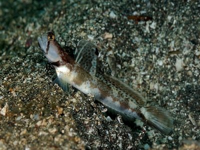 Tomiyamichthys