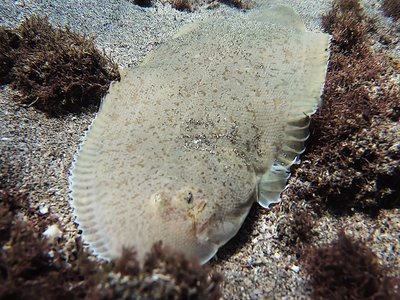 Tonguefish