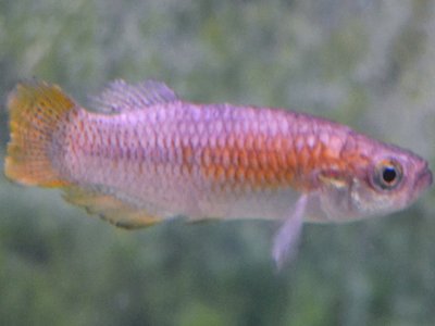 Toothcarp