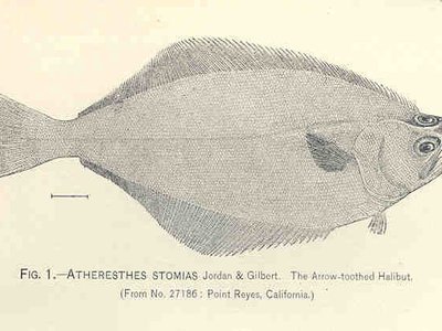Toothed Flounder