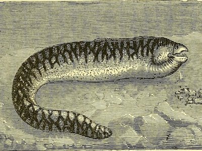 Toothless Eel