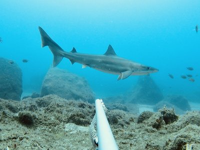 Tope Shark