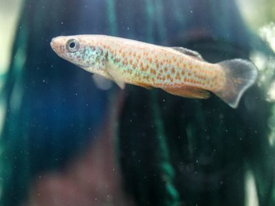 Topminnow