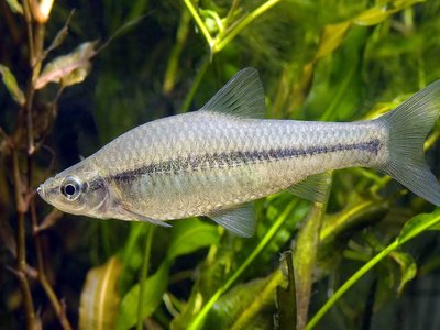 Topmouth Gudgeon