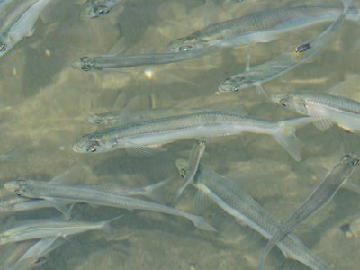 Topsmelt
