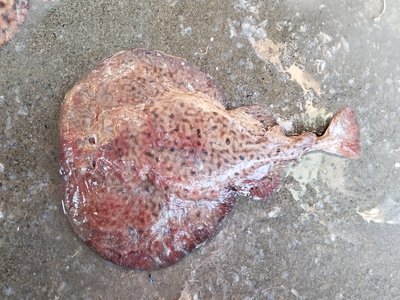 Torpedo Ray