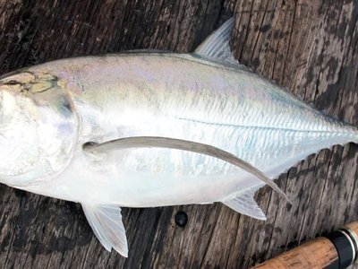 Torpedo Scad