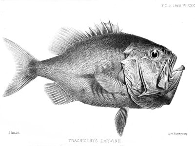 Trachichthys