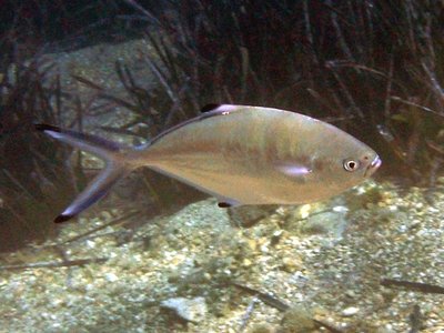 Trachinotus