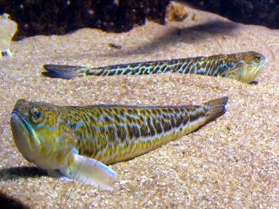 Trachinus