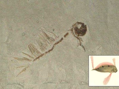 Trachipteridae