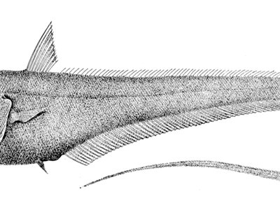 Trachonurus