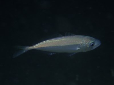 Trachurus