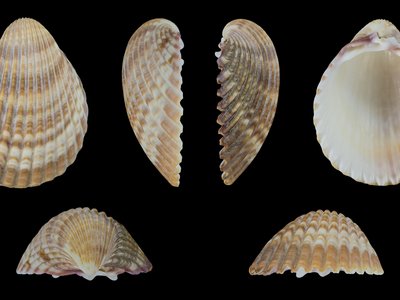 Trachycardium