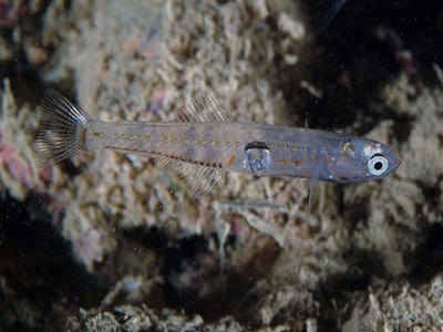 Transparent Goby