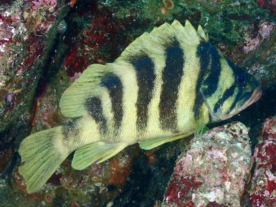 Treefish