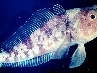 Trematomus