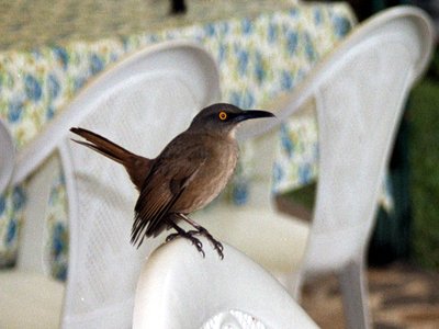 Trembler