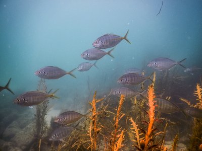 Trevally