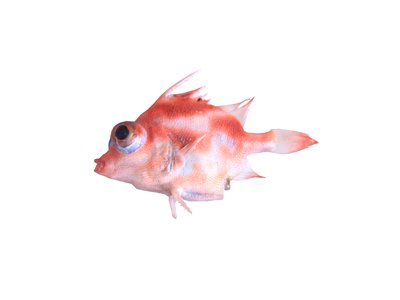 Triacanthodes