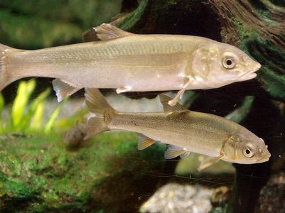 Tribolodon