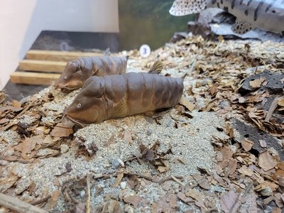 Trichomycteridae