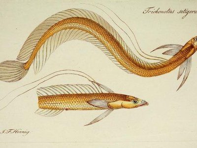 Trichonotus