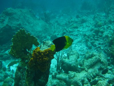 Tricolor Angelfish