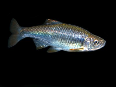 Tricolored Shiner