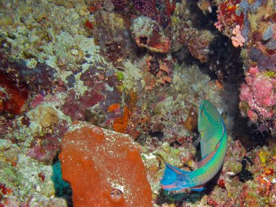 Tricolour Parrotfish