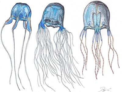 Tripedalia
