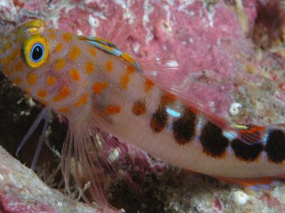 Triplefin Blenny