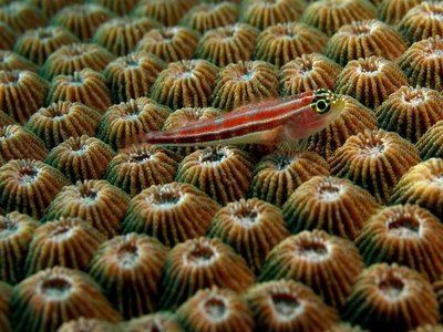 Triplefin