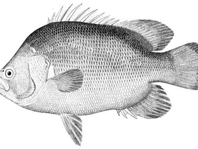 Tripletail