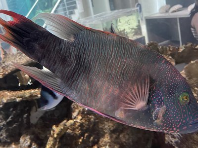 Tripletail Wrasse