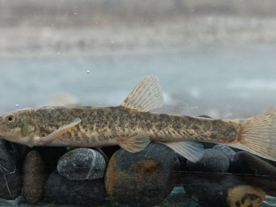 Triplophysa
