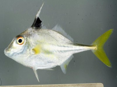 Tripodfish