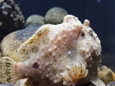 Tropical Anglerfish