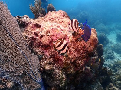 Tropical Butterflyfish