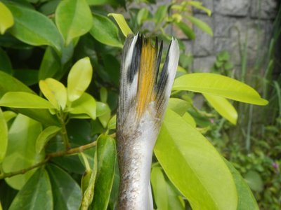 Tropical Flathead