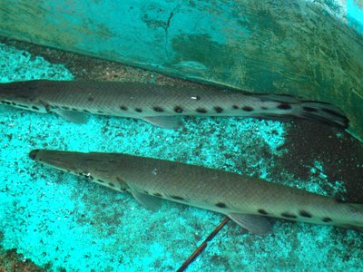 Tropical Gar