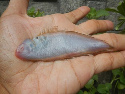 Tropical Halibut