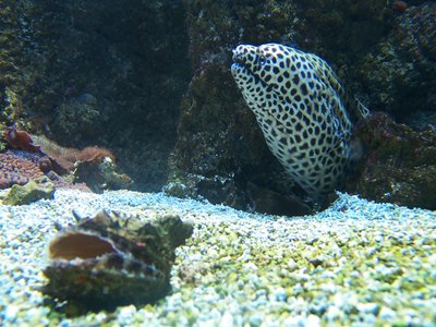 Tropical Moray