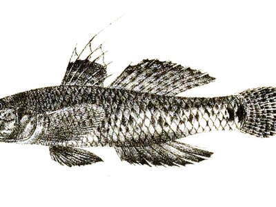 Tropical Sand Goby
