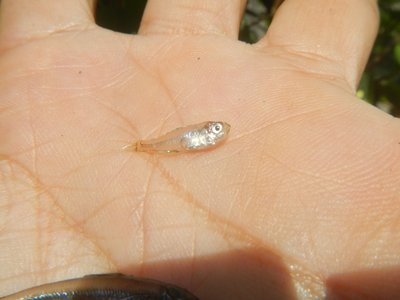 Tropical Sardinella