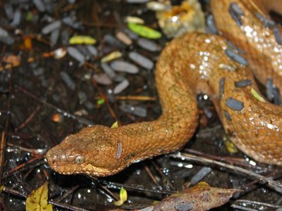 Tropidophis