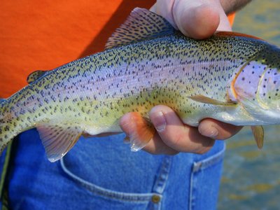 Trout